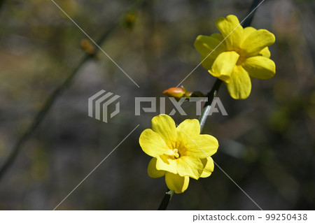 大雞蛋花（黃梅花偽） 99250438