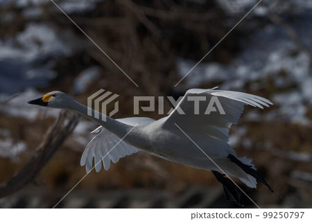 Tundra swan Tundra swan 99250797