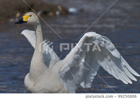 Tundra swan 99250806