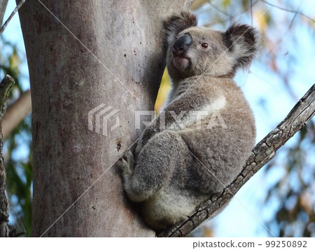 encounter a wild koala encounter a wild koala 99250892