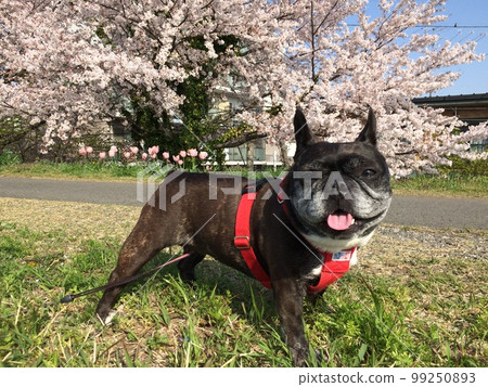 french bulldog spring bank walk french bulldog spring bank walk 99250893