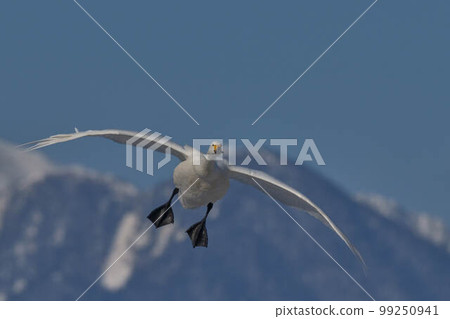 Tundra swan 99250941