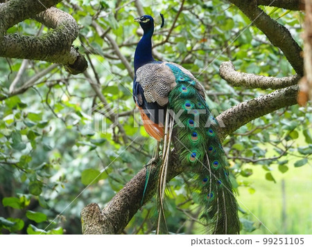 Peacocks climb trees Peacocks climb trees 99251105