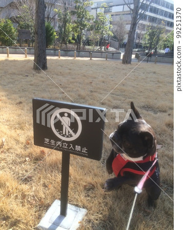 壞法國鬥牛犬 壞法國鬥牛犬 99251370