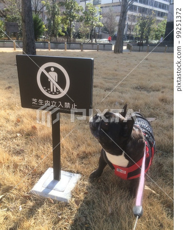 bad french bulldog 99251372