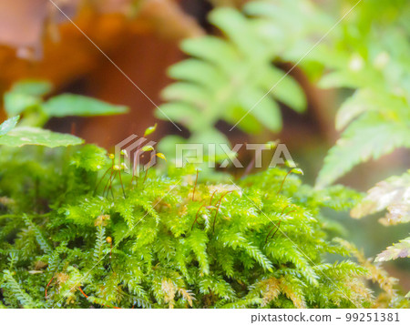 秋天的矢上野赤松 99251381