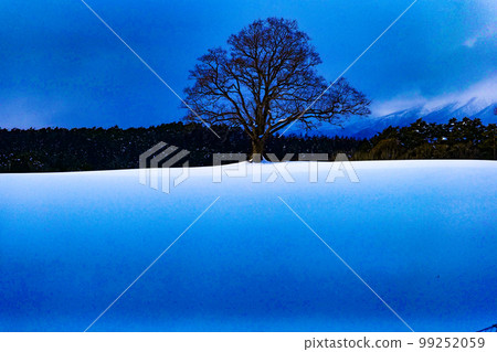 Photo Blue and white landscape 小岩井農場的一棵孤獨的櫻花樹等待春天 Photo Blue and white landscape 小岩井農場的一棵孤獨的櫻花樹等待春天 99252059