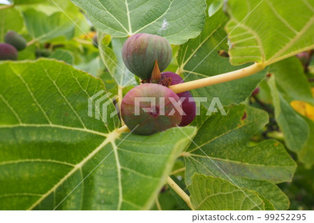 Fig, or fig tree, or common fig tree Ficus carica is a subtropical deciduous plant of the genus Ficus of the Mulberry family. Figs on a branch. Garden plants. Ripe green red fig in a garden or farm Fig, or fig tree, or common fig tree Ficus carica is a subtropical deciduous plant of the genus Ficus of the Mulberry family. Figs on a branch. Garden plants. Ripe green red fig in a garden or farm 99252295