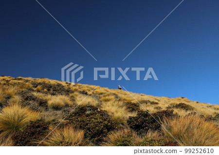 台灣高山百岳登山 中央山脈南一段 卑南主山 台灣高山百岳登山 中央山脈南一段 卑南主山 99252610
