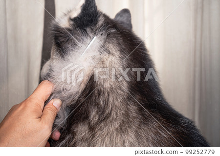 Owner of the dog is combing the old dog's coat. lot of the dog's hair has shed and come out of the comb. Dogs are in poor health cause a lot of hair loss. Groomer combing the long hair of cute dogs. Owner of the dog is combing the old dog's coat. lot of the dog's hair has shed and come out of the comb. Dogs are in poor health cause a lot of hair loss. Groomer combing the long hair of cute dogs. 99252779