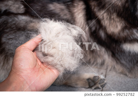 The dog's hair is on hand. Dogs that are in poor health cause a lot of hair loss. The dog's fur is shed because it's time to shed. Dog hair loss. The dog's hair is on hand. Dogs that are in poor health cause a lot of hair loss. The dog's fur is shed because it's time to shed. Dog hair loss. 99252782