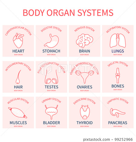 Human body organ systems pictogram icon set 99252966