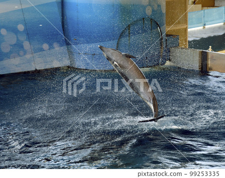 dolphin jump dolphin jump 99253335