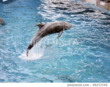 海豚跳 99253349