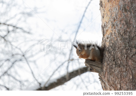 Fluffy squirrel eats nuts sitting on the wood in winter. 99253395