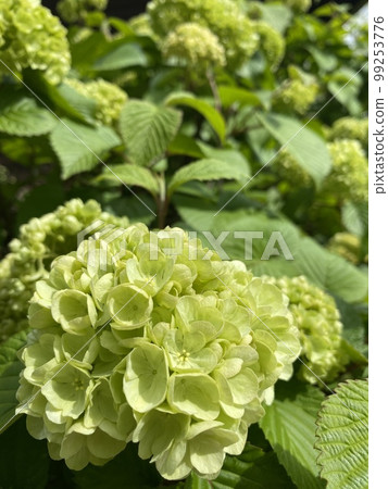 安娜貝爾在安娜貝爾繡球花田的特寫鏡頭 99253776