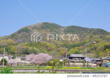 Aji Town, Kagawa Prefecture: Scenery of cherry blossoms Aji Town, Kagawa Prefecture: Scenery of cherry blossoms 99253787
