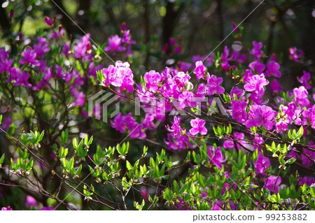Kobanomitsu杜鵑花 Kobanomitsu杜鵑花 99253882
