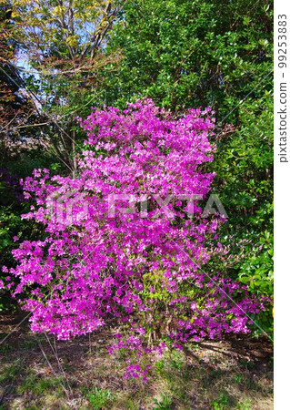 Kobanomitsu杜鵑花 Kobanomitsu杜鵑花 99253883