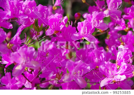 Kobanomitsu杜鵑花 Kobanomitsu杜鵑花 99253885