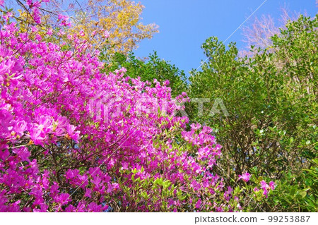 Kobanomitsu杜鵑花 Kobanomitsu杜鵑花 99253887