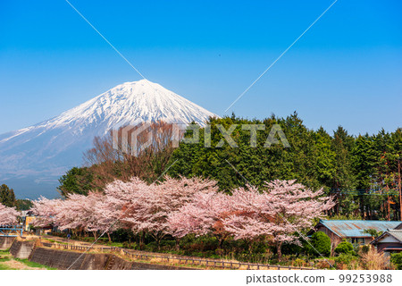 Mt. Fuji viewed from rural Shizuoka Prefecture in Spring Season 99253988