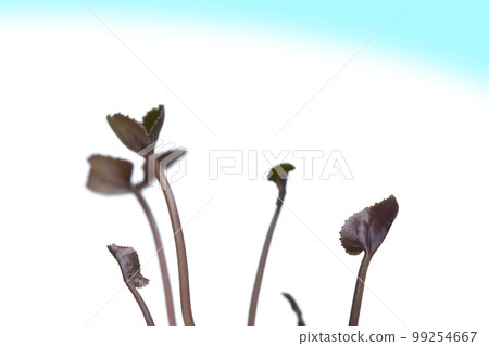 脫碳社會 SDGs 未來社會 99254667