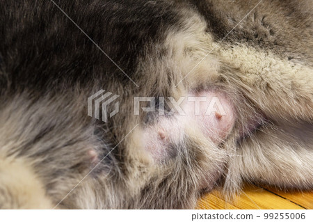 Close-up of nursing dog nipples. Tits of the dog 99255006