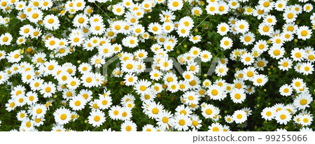 Daisy with yellow and white grown in its natural environment Daisy with yellow and white grown in its natural environment 99255066