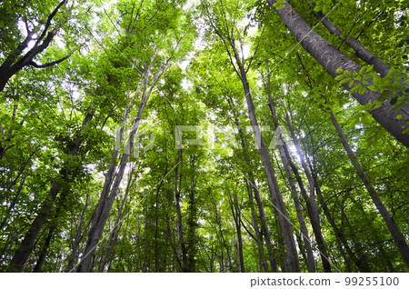 Thin and long stem hornbeam forest texture composed of dense trees Thin and long stem hornbeam forest texture composed of dense trees 99255100