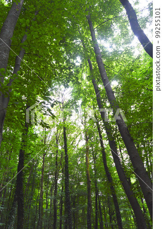 Thin and long stem hornbeam forest texture composed of dense trees Thin and long stem hornbeam forest texture composed of dense trees 99255101