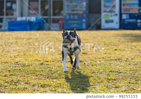boston terrier playing ball boston terrier playing ball 99255155