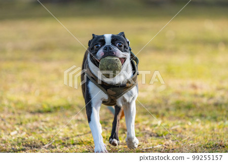 boston terrier playing ball boston terrier playing ball 99255157