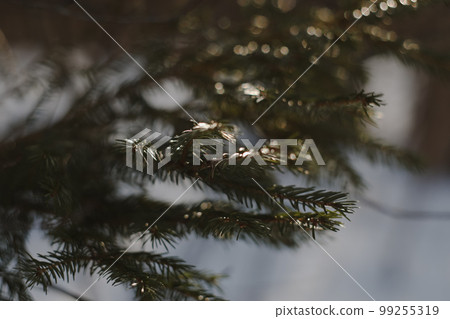 Conifer closeup background. Christmas tree leaves macro photography. Fir branch on a winter day Conifer closeup background. Christmas tree leaves macro photography. Fir branch on a winter day 99255319