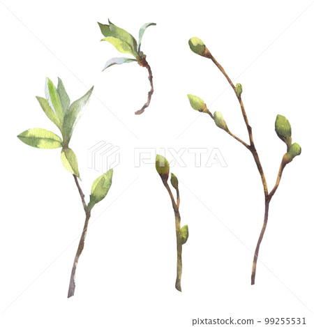 Set of Watercolor spring branches with buds and leaves. Painted by hand. 99255531