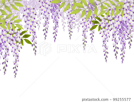 紫藤花盛開的背景 99255577