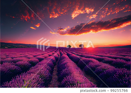 Lavender field sunset and lines 99255766