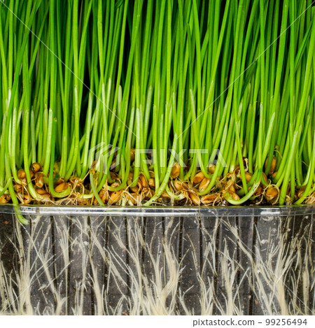 Green wheat germ with roots and soil in a transparent plastic pot, germinated grains of wheat 99256494