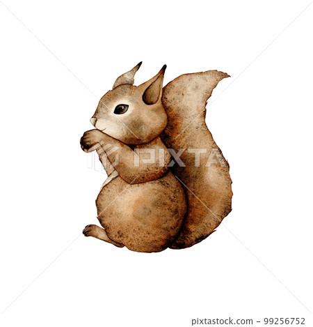 Watercolor single squirrel animal isolated on a white background illustration. Forest animals and watercolor nature elements Watercolor single squirrel animal isolated on a white background illustration. Forest animals and watercolor nature elements 99256752