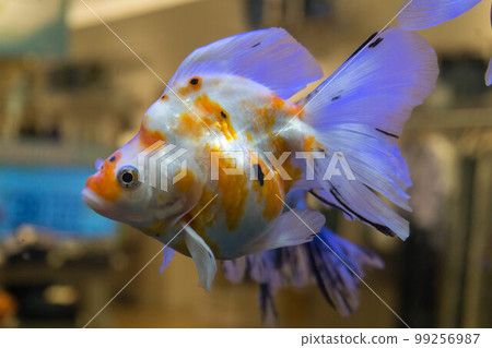 Calico plating 99256987