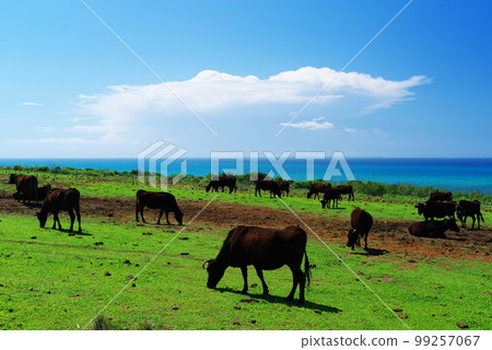 Kohamajima Ranch, Okinawa Prefecture, cows, sky and clouds 99257067