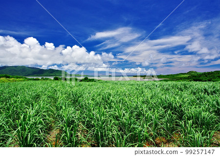 Sugar cane field and blue sky in Kohama Island, Okinawa Prefecture 99257147