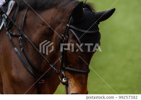 Horse racing scenery Horse racing scenery 99257382