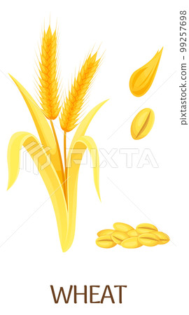 Wheat crop illustration. Cartoon farm seed plant Wheat crop illustration. Cartoon farm seed plant 99257698