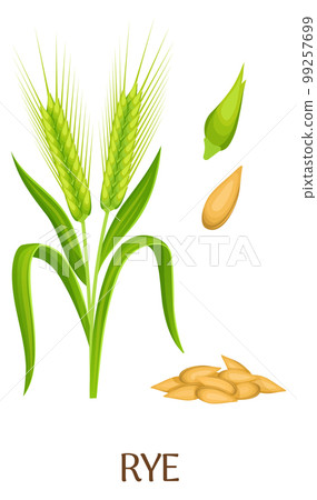 Rye plant and seed grain. Cartoon crop illustration Rye plant and seed grain. Cartoon crop illustration 99257699