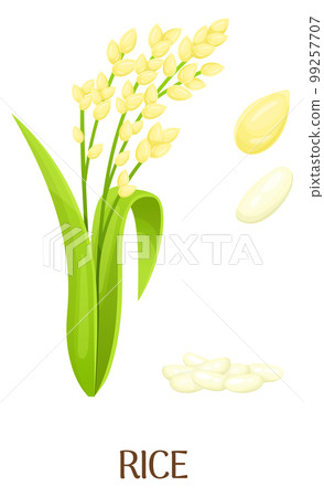 Rice plant and grain illustartion. Cartoon cereal crop Rice plant and grain illustartion. Cartoon cereal crop 99257707