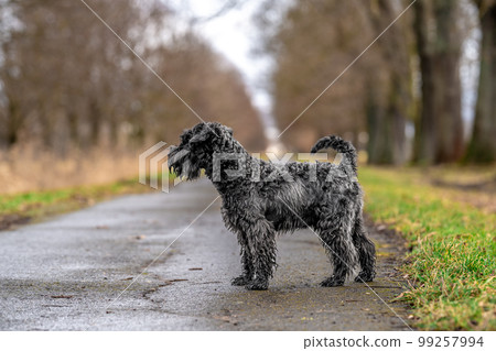 small black schnauzer on a walk on an alley in the park small black schnauzer on a walk on an alley in the park 99257994