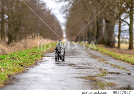 small black schnauzer on a walk on an alley in the park 99257997