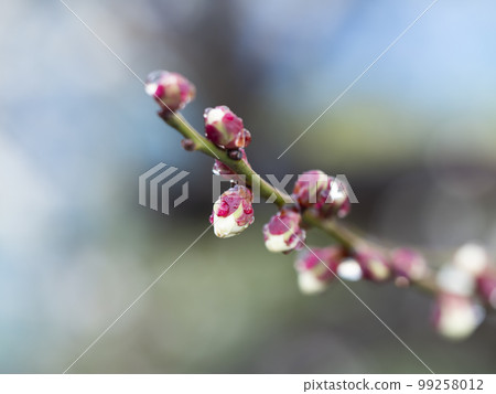 Plum buds wet in the rain Plum buds wet in the rain 99258012