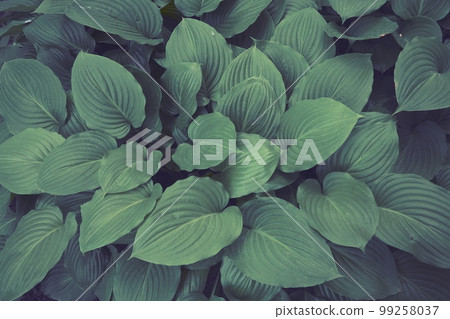 Hosta, a genus of perennial herbaceous plants of the Asparagus family. Horticulture and landscape design. Shade-tolerant ornamental deciduous plants. Green leaves with water drops. Hosta, a genus of perennial herbaceous plants of the Asparagus family. Horticulture and landscape design. Shade-tolerant ornamental deciduous plants. Green leaves with water drops. 99258037